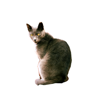 Gray Cat Sitting On A Wooden Window Sill With A Curious Look. 13145 - Cat PNG image with transparent background